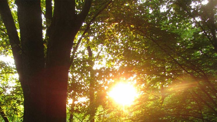 Trees in a forest